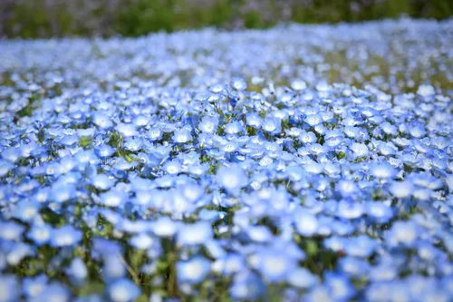 Vista 7 de TomorrowSeeds - Semillas Baby Blue Eyes - Más de 6000 unidades - para plantar Nemophila Menziesii 2026, flor azul cielo, cubierta de suelo japonesa