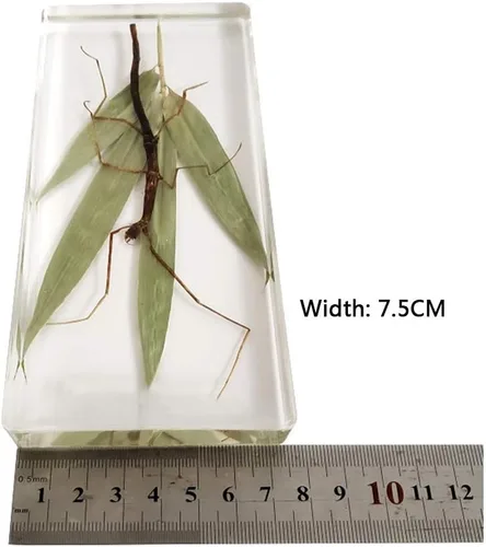 Vista 3 de Espécimen de resina transparente de insectos raros Espécimen de insectos de palo real para pisapapeles ciencia educación taxidermia instrumento