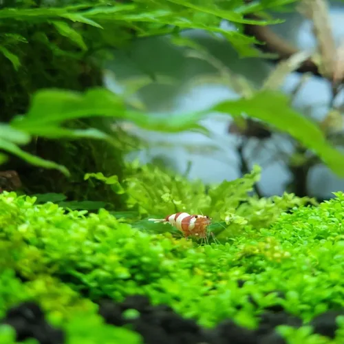 Vista 5 de Hemianthus Callitrichoides Cultivo de tejidos US Farm Live Aquarium Plants Midground para decoración de peceras