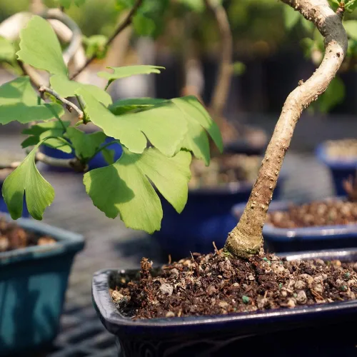 Vista 2 de Brussel's Bonsai - Árbol bonsái para interiores, M