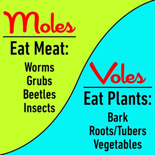 Vista 6 de I Must Garden Mole & Vole Repellent Hose End Concentrate: Professional Strength – Twice The Coverage – All Natural Ingredients – 32oz