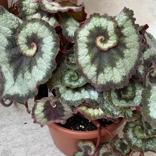 Vista 5 de Begonia planta viva, planta viva de begonias, plantas de begonias raras, 5-7 pulgadas de altura para plantas de interior (begonia verde)