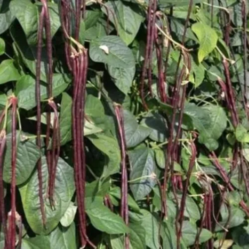 Vista 2 de Purple Yard - Semillas de frijol largo, más de 85 semillas, semillas de frijoles largos asiáticos, semillas de frijoles de espárragos, Phaseolus