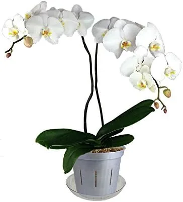 Vista 2 de Macetas de orquídea transparente ranuradas de 3 pulgadas, paquete de 6 (1, perla blanca)