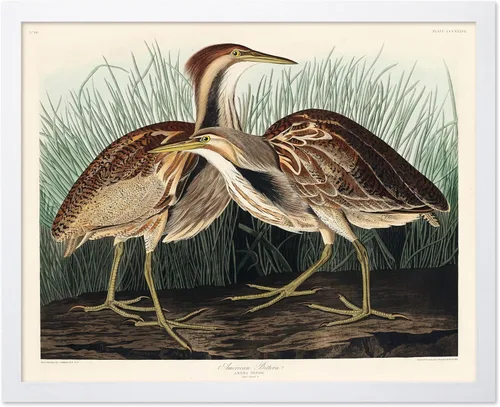Vista 105 de Poster Master Póster vintage de James Audubon – Impresión retro de amargo americano – Arte de aves de América – Regalo para hombres, mujeres