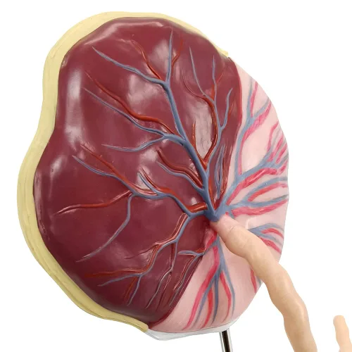 Vista 3 de Modelo anatómico del cordón umbilical de placenta, modelo de placenta del cordón umbilical de tamaño real con venas, estructura de tejido