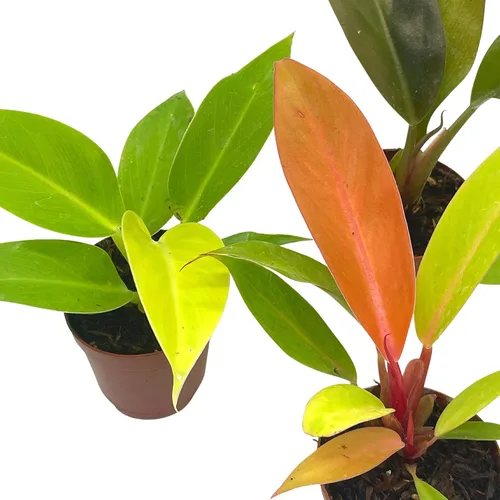 Vista 4 de BubbleBlooms Philodendron Surtido Set, macetas de 2 pulgadas, 4 diferentes plantas de casa imperiales Philo