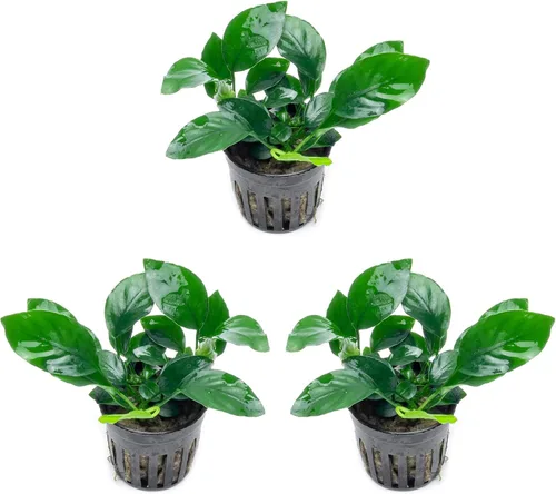 Vista 30 de SubstrateSource Plantas vivas – Anubias Hastifolia (Anubias hastifolia) – Luz baja a moderada, hojas en forma de flecha de color verde medio a