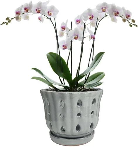 Vista 11 de Maceta de Cerámica para Orquídeas con Platillo Adjunto y Agujero de Drenaje de 6 Pulgadas (Negro)