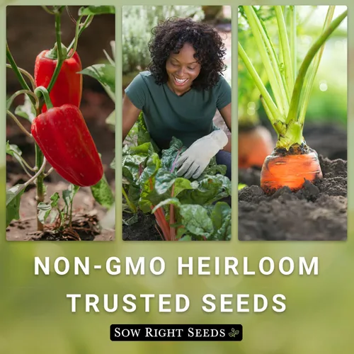Vista 6 de Sow Right Seeds - Semillas de calabaza de campo de Connecticut para plantar - Paquete de reliquia sin OMG con instrucciones para plantar un huerto
