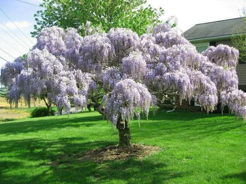 Vista 4 de Árbol de glicina china púrpura - Plántula de 6 a 12 pulgadas de alto - Maceta de 2.5 pulgadas - Planta viva - Wisteria sinensis
