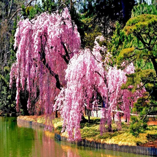 Vista 2 de 5 semillas japonesas lloronas Sakura flor flor flor semillas de árbol resistente al frío