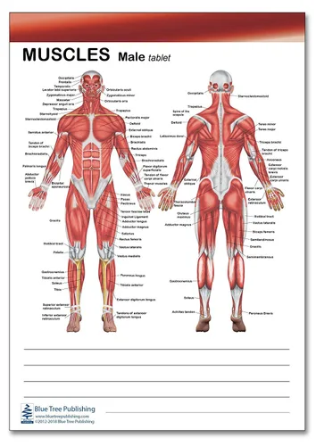 Vista 3 de Libro de anatomía muscular y huesos, tableta de dos caras para músculos y pestañas adhesivas