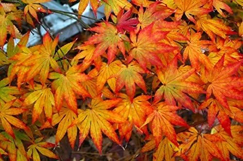 Vista 3 de Árbol de 2 años de arce japonés Katsura