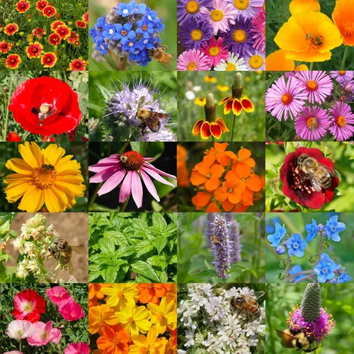 Vista 2 de Seed Needs Mezcla de semillas polinizadoras Mezcla de miel de abejas Flores silvestres A granel 1 onza 12,500+ semillas originales 20 variedades