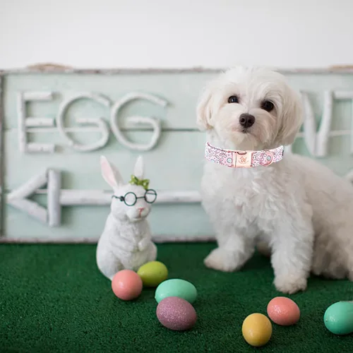 Vista 4 de Elegant little tail Collar para perro de Pascua, collar de perro con estampado de huevos de conejo, collar para mascotas, collar rosa para perros