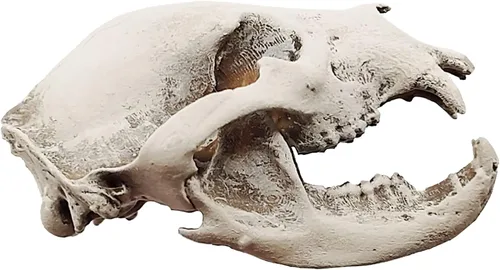 Vista 3 de Black Bear Miniature Skull Replica 1:12 Scale Dollhouse, Diorama, Fairy Garden, Terrarium (Bone (hand painted), Closed Jaw (fixed))