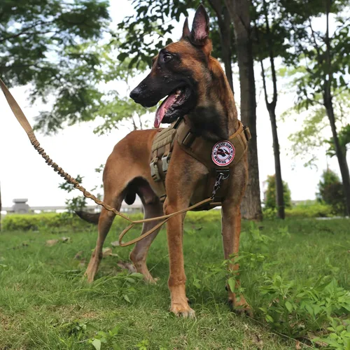 Vista 5 de ICEFANG GN3 Arnés táctico para perro con hebilla 6X, chaleco Molle para perro con asa, cobertura corporal 3/4, panel de gancho y bucle para parche