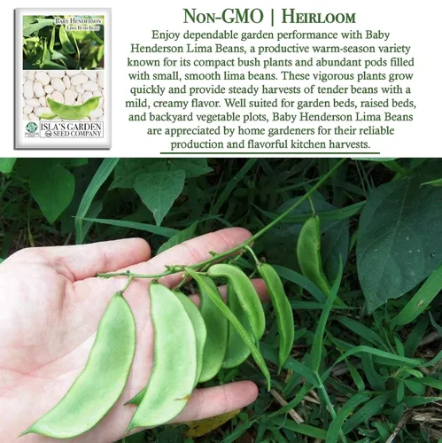 Vista 3 de Baby Henderson - Semillas de frijol Lima para plantar, más de 30 semillas tradicionales por paquete, semillas de jardín de Isla