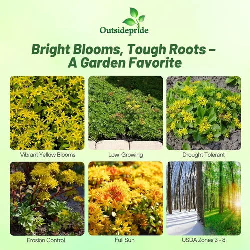 Vista 2 de Outsidepride Hybridum Sedum Seeds - 1000 semillas perennes de cobertura del suelo para plantar, plantas suculentas resistentes al frío y tolerantes
