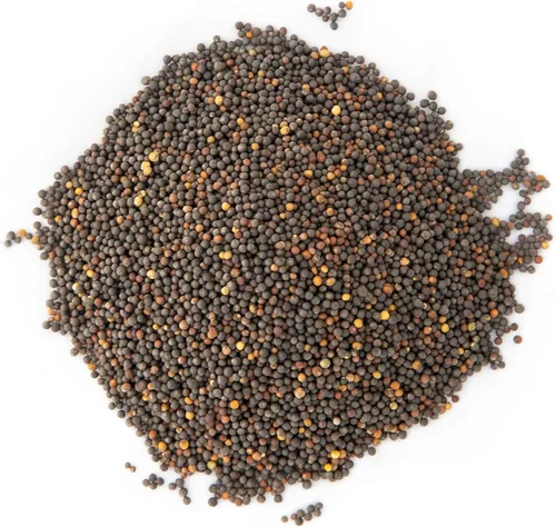 Vista 3 de Kale Trio Sprouting & Microgreen Mix Contiene semillas de col rizada azul, Premier y rojas de col rizada rusa Semillas tradicionales sin OMG