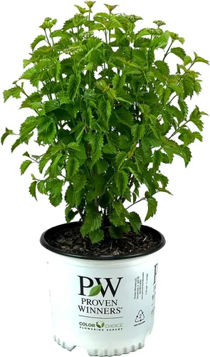 Vista 9 de Garden Debut Moonlit Lace Viburnum - Arbusto de flores vivas, 3 galones