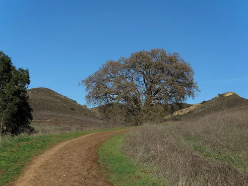 Vista 7 de Valley Oak Plántula de árbol vivo (mediano) The Jonsteen Company