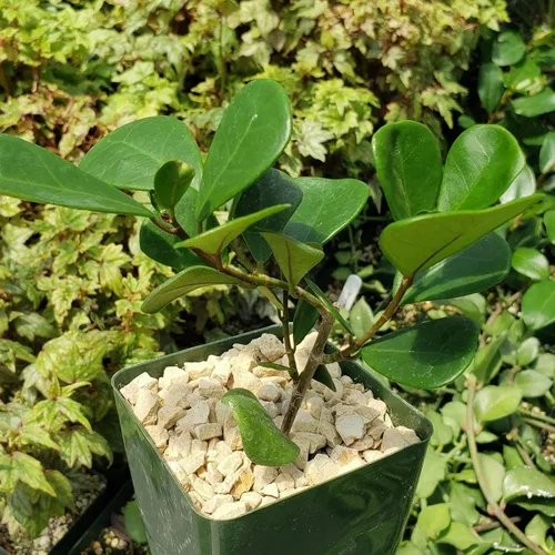 Vista 9 de Ficus triangularis