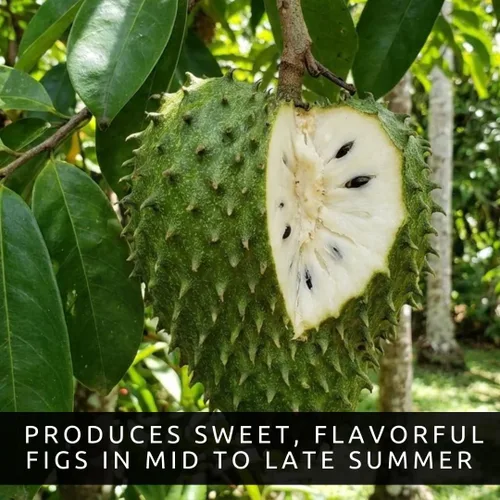 Vista 2 de Semillas de árboles frutales de guanábana para plantar, 5 semillas, Annona Muricata sin OMG, perfectas para bonsái, patio, cultivo en interiores