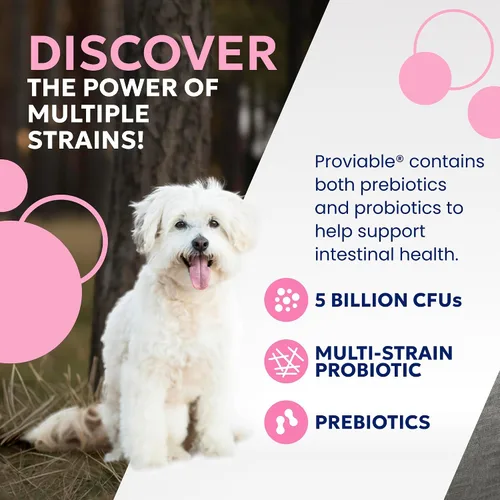 Vista 3 de Nutramax Probióticos Proviable para perros, Suplemento diario de salud digestiva con múltiples cepas de bacterias, probióticos para perros más