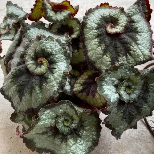 Vista 4 de Begonia planta viva, planta viva de begonias, plantas de begonias raras, 5-7 pulgadas de altura para plantas de interior (begonia verde)