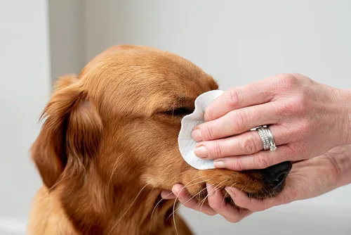 Vista 5 de pet wiz Toallitas de ojos de aloe vera para limpiar perros y gatos - Extra grandes