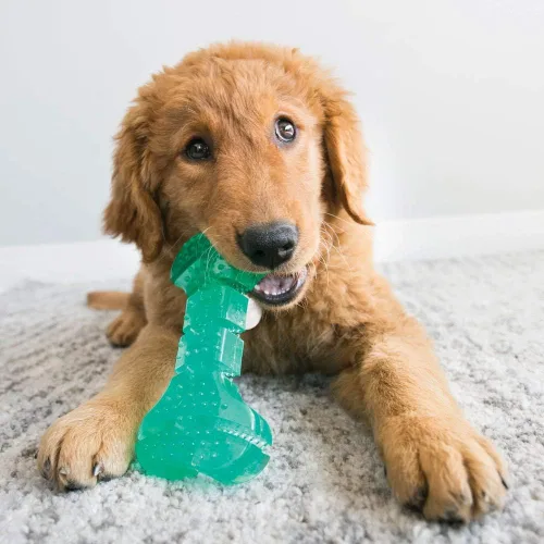 Vista 2 de KONG Squeezz Dental Ball - Juguete para perros para limpiar los dientes, juguete flexible para masticadores suaves y suaves, para perros medianos
