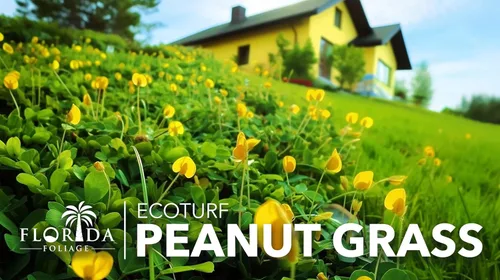 Vista 4 de EcoTurf - Hierba de maní perenne Planta de tamaño grande de 1 galón Arachis Glabrata Cubierta de suelo vivo para paisajismo sostenible