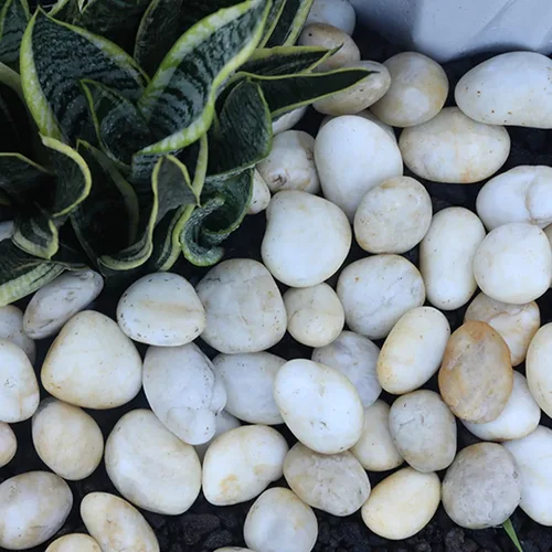 Vista 6 de 10 libras de rocas de río blancas y crema para paisajismo al aire libre – Guijarros pulidos para plantas – Piedras decorativas de jardín – Rocas