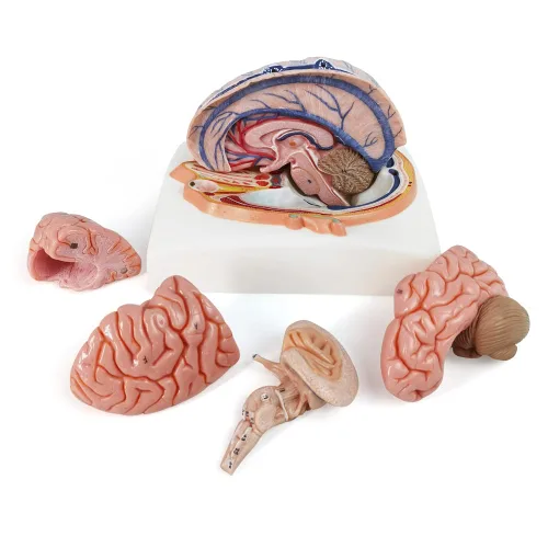 Vista 3 de EVOTECH SCIENTIFIC Modelo de cerebro humano con arterias, 7 piezas tamaño real, modelo de anatomía de cerebro en una base, muestra plano horizontal