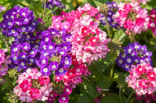 Vista 3 de 10 Tall Garden Phlox Paniculata Mixed Colors 'New Hybrids Mix' Flower Seeds