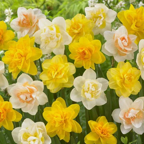 Vista 2 de Narciso, Narcissus Double Mix, (25 bombillas) Tamaño superior 14/6.3 in