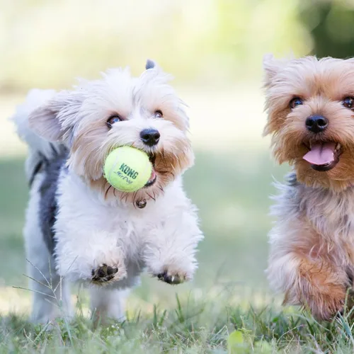Vista 2 de KONG SqueakAir - Pelotas de tenis pequeñas – Paquete de 6 – Pelota de tenis chirriante duradera para perros, fieltro no abrasivo, suave