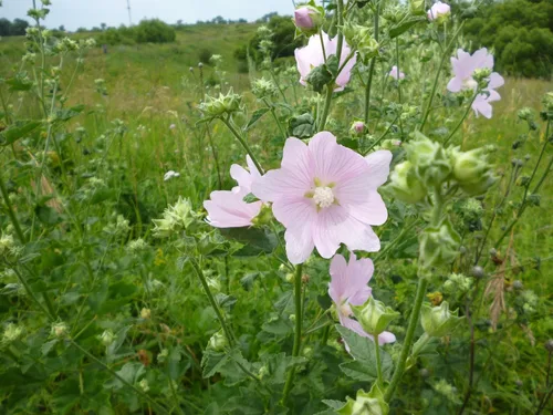Vista 3 de Semillas Malvavisco Althaea officinalis No GMO Heirloom