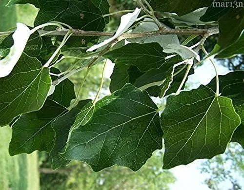 Vista 2 de 6 esquejes híbridos de álamo - Árboles de privacidad y sombra atractivos de rápido crecimiento - Cultiva 6 árboles de álamo híbridos - Árboles