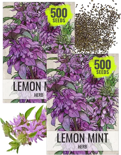 Vista 12 de Seed Needs Semillas de limón y menta para plantar hierbas anuales sin OMG, 1 paquete