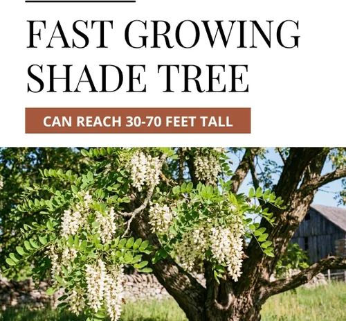 Vista 2 de 30 semillas de langosta negra para plantar - Robinia pseudoacacia