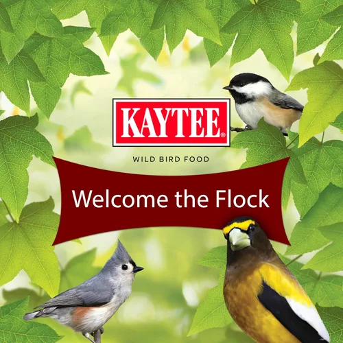 Vista 8 de Kaytee Wild Bird Songbird Blend Semillas para Pájaros, 5 Libras