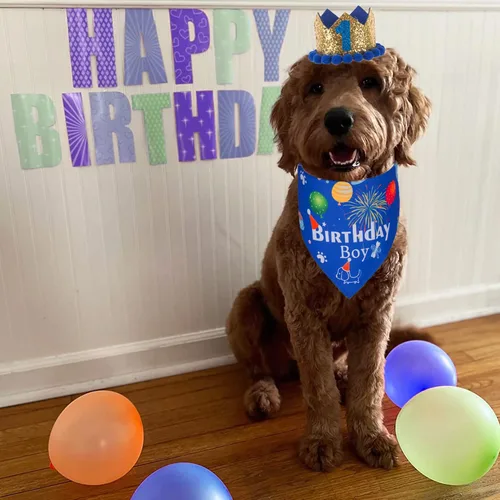 Vista 2 de ADOGGYGO - Bandana de cumpleaños para perro, sombrero de cumpleaños azul, números de edad, talla S 3 tamaños, bandana transpirable, corona dorada