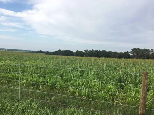 Vista 2 de Hancock Seed Co. Tifleaf 3 Hybrid Pearl Millet Seeds, certificado, 5 libras