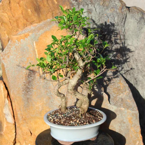 Vista 13 de Brussel's Bonsai - Árbol bonsái para interiores, M Live Ficus - Árbol bonsái de interior, maceta de cerámica, 7 años, fácil cuidado, listo