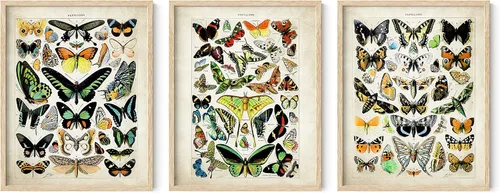 Vista 98 de HAUS AND HUES Juego de 3 pósteres vintage de mariposa, arte de pared, impresiones botánicas para estética de habitación, imágenes