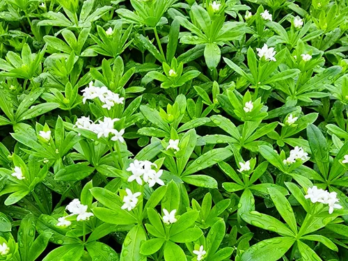 Vista 17 de Greenwood Nursery: Plantas vivas de cobertura del suelo - Bugleweed Blueberry Muffin + Ajuga Reptans - [Cantidad: 1x Maceta de Pinta]