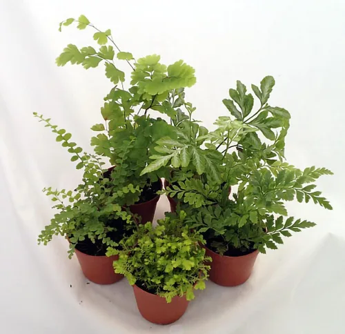 Vista 2 de Mini helechos para terrarios/jardín de hadas - 5 plantas diferentes - macetas de 2 pulgadas